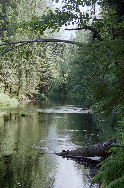 #1 - Raivolanjoki