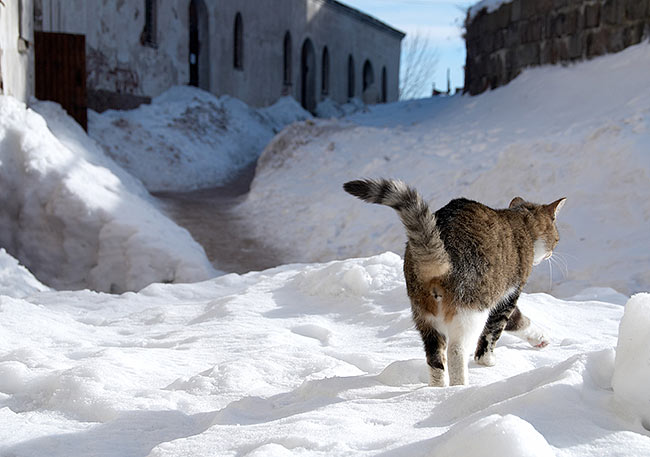 #43 - Cats of Vyborg Castle