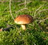 #61 - Mushrooms