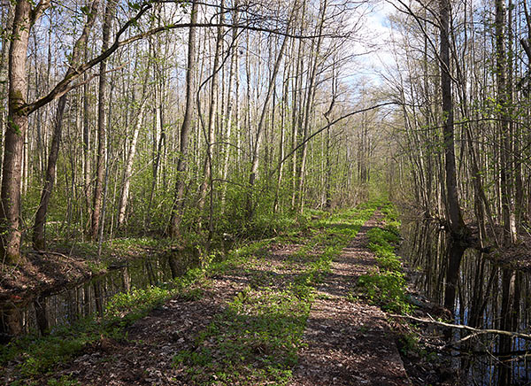 #24 - Лесная дорога