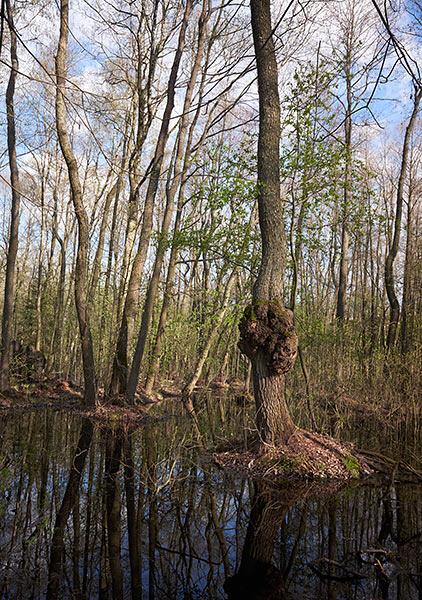 #25 - Лесная глушь
